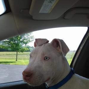 Meet your Posher, Brandon